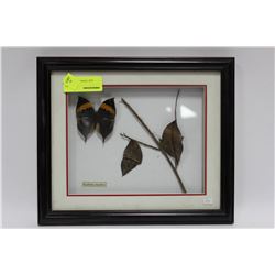 ASSORTED FRAMED BUTTERFLIES X5