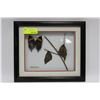Image 1 : ASSORTED FRAMED BUTTERFLIES X5