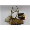 Image 1 : BOX W/ SET OF DEER ANTLERS,DEER WHISTLE & FOX TAIL