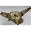 Image 1 : PETRIFIED EXTINCT STEPPE BISON