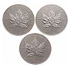 Image 2 : World Trade Center - Ground Zero Recovery - Lot of three (3) Canadian Silver Maples.