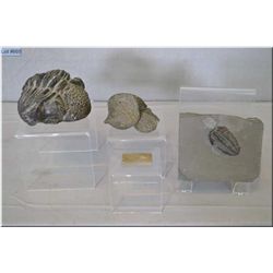 Two large Phacops (trilobite) and one regular trilobite specimen