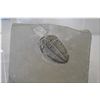 Image 2 : Two large Phacops (trilobite) and one regular trilobite specimen