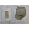 Image 3 : Two large Phacops (trilobite) and one regular trilobite specimen
