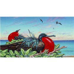 Iwa Roost - Patrick Ching