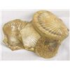 Image 2 : Fossilized Shells in Sandstone