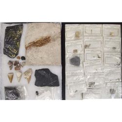 Collection of Fossils