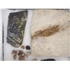 Image 4 : Collection of Fossils