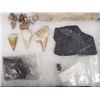 Image 5 : Collection of Fossils