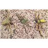 Image 1 : Arachnaphobia Prop Spiders