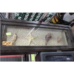 SHADOWBOX SEASHELLS