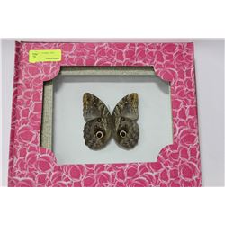 FRAMED ATLAS MOTH X2