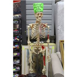 MEDICAL SKELETON WITH STAND