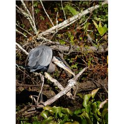 Artist of the Year Entry  - "Great Blue Fishing"