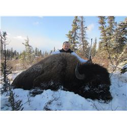 Peace Bison Hunt for 2015