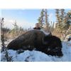 Image 1 : Peace Bison Hunt for 2015