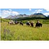 Image 3 : Horseback Fishing Trip