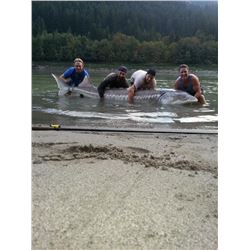 Fraser River Sturgeon Fishing Trip for 2