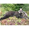 Image 1 : Spring Kootenay Grizzly Bear Hunt