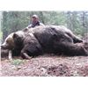 Image 2 : Spring Kootenay Grizzly Bear Hunt