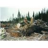 Image 4 : Shiras Moose Hunt