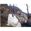 Image 2 : Peace Region Mountain Goat Hunt
