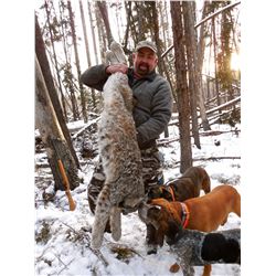 Winter Lynx Hunt with Hounds