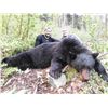 Image 3 : Spring Coastal Black Bear Hunt