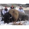 Image 5 : Plains Bison Hunt