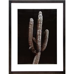 Jonathan Singer, Saguaro Cactus, Photograph