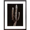 Image 1 : Jonathan Singer, Saguaro Cactus, Photograph