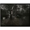 Image 1 : Josef Sudek, The Enchanting Garden, Photograph