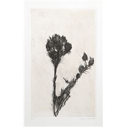 Aubrey Schwartz, Thistle, Etching