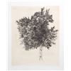 Image 1 : Aubrey Schwartz, Tree, Etching