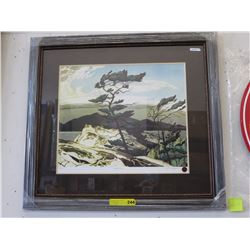 Framed Group of Seven print: "White Pine"