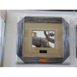 Framed Robert Bateman print