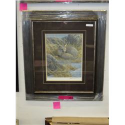 Framed print: "Curled up Swift Fox"