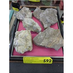 Wood box containing 8 fossils