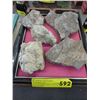Image 1 : Wood box containing 8 fossils