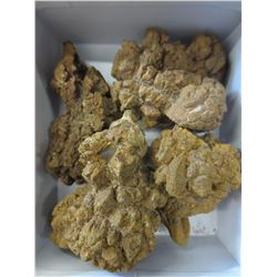 4 Samples of Coprolite (Dinosaur feces)