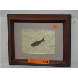 Framed Fish Fossil replica
