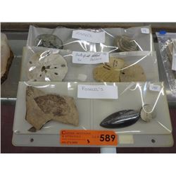 8 Fossils