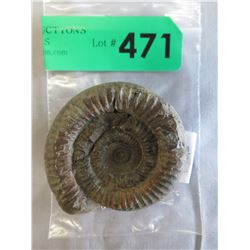 Complete Ammonite fossil