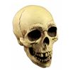 Image 1 : Randotti Haunted Mansion  souvenir skull