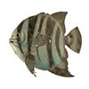 Image 2 : . Submarine Voyage angel fish prop.