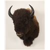 Image 2 : Bison Shoulder Mount, 38" from wall, 48" tall, 27"