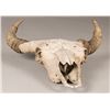 Image 2 : 19th Century Buffalo Skull, 20" x 26"