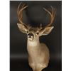 Image 1 : Buck Mount with 5x5