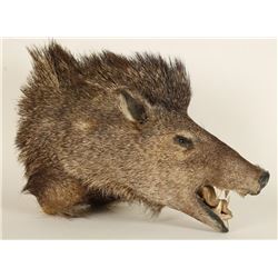 Arizona Javelina Head Mount
