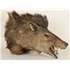 Image 1 : Arizona Javelina Head Mount